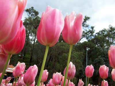 Tulips of Araluen