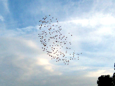 A flock of birds in the sky