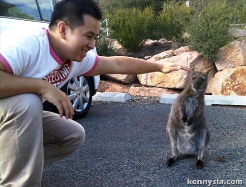 wallaby