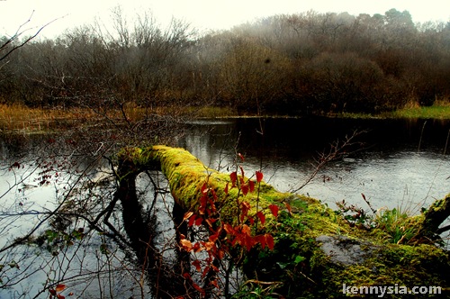 Fallen Tree Over Cong River